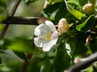White and pink buds and blossoms of apple tree flowering in on orchard in spring. Branches full with flowers with open petals in sunlight