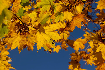 Naklejka na ściany i meble Maple tree foliage in autumn