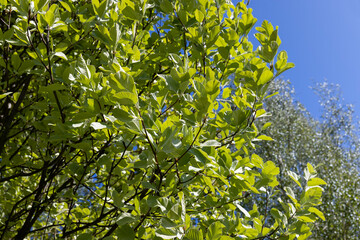 deciduous trees in the spring season in sunny weather
