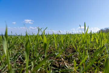 Fototapeta premium agricultural field with green wheat in the spring season