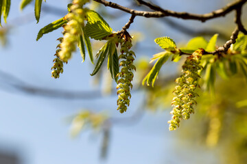 long hornbeam flowers in the spring season