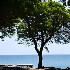 tree on the shore of the sea