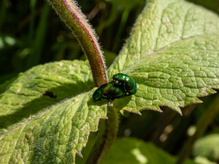 Fototapeta premium A couple of of the green dock beetle (Gastrophysa viridula) mating on green leaf in summer