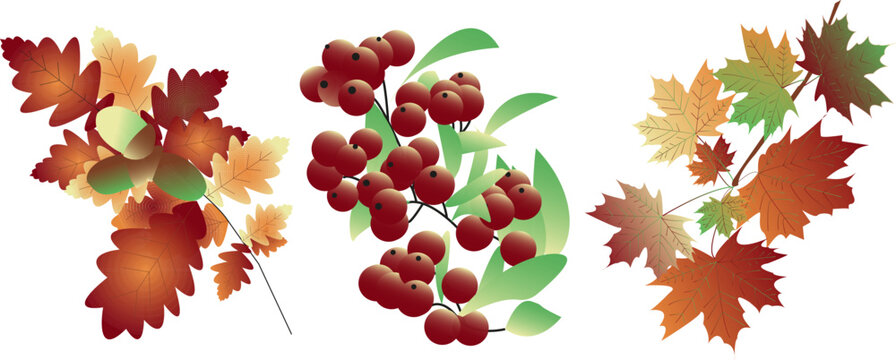 Vector autumn branch trees mix - maple, oak, rowan. Branch of maple leaves of different autumn colors. Bunch of red rowan berries isolated. Ripe rowan branch with green leaves. Oak branch foliage with