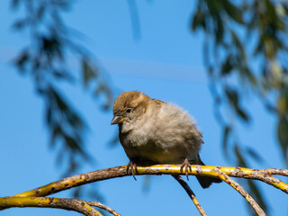 Beautiful close-up shot of female House Sparrow (Passer domesticus) with fluffy plumage sitting on a tree branch with sky background
