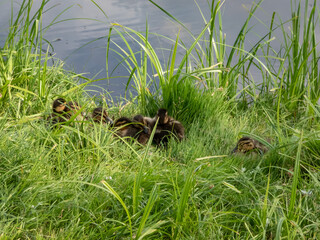 Close-up of a small, fluffy ducklings of mallard or wild duck (Anas platyrhynchos) lying and sleeping in green grass in bright sunlight