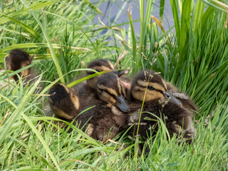 Close-up of a small, fluffy ducklings of mallard or wild duck (Anas platyrhynchos) lying and...