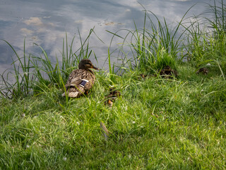 Close-up of a small, fluffy ducklings of mallard or wild duck (Anas platyrhynchos) lying and sleeping in green grass next to mother duck in bright sunlight