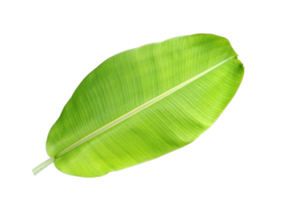 single large greenery banana foliage isolated on transparent