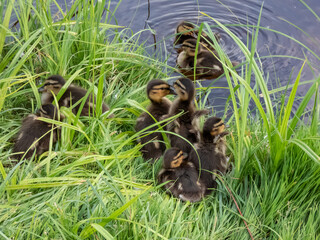 Close-up of a small, fluffy ducklings of mallard or wild duck (Anas platyrhynchos) lying and sleeping in green grass in bright sunlight