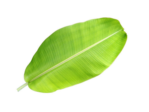 Fototapeta single big green banana leaf isolated on transparent