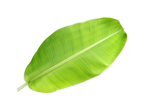single large greenery banana foliage isolated on transparent