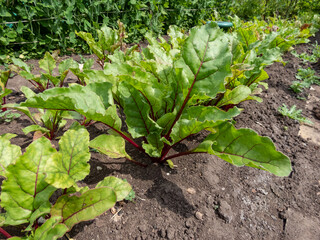 Beet (Beta vulgaris) plant seedlings growing in a vegetable bed with green and red veined leaves in...