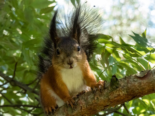 Close-up shot of the Red Squirrel (Sciurus vulgaris) with summer orange and brown coat standing on the ground surrounded with vegetation