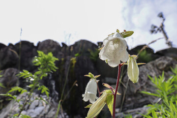 初夏に咲く白い花のホタルブクロ