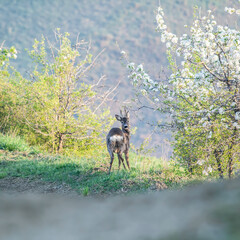Male roe deer (Capreolus capreolus) in spring in the early hours of dawn looks towards the camera - square cut for social media