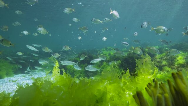 Shoal of fish (bogue and common two-banded sea bream) with green seaweed underwater in the Atlantic ocean, natural scene, Spain, Galicia