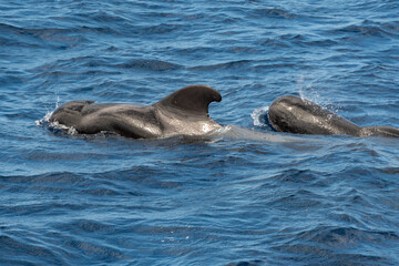 Fototapeta premium Whal in the water - free whale in ocean 