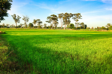 Rice fields in. Beautiful green rice field with sky background at sunset.