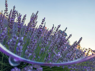 Creating and reflecting creative concepts in the living tissue of lavender
