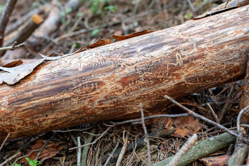Pine log with traces of "inscriptions" made by a bark beetle. An old dry log eaten by a bark beetle lies on fallen pine needles in the forest. European spruce bark beetle. Ips typographus.