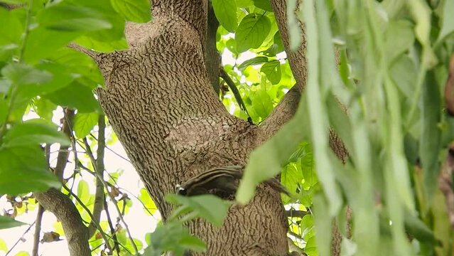 squirrel chasing each other having fun on the tree. northern palm squirrel, funambulus pennantii,  five-striped palm squirrel. close up.