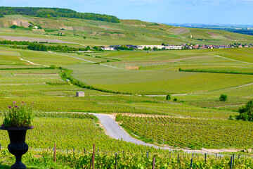 Panoramic view on green premier cru champagne vineyards in village Hautvillers near Epernay, Champange, France