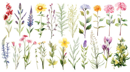 Fototapeta na wymiar Watercolor elements - wildflowers, herbs, flowers, leaf. Garden and wild, forest herb, branches. Isolated on white background.ai generative