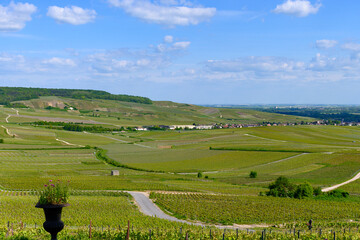 Panoramic view on green premier cru champagne vineyards in village Hautvillers near Epernay,...