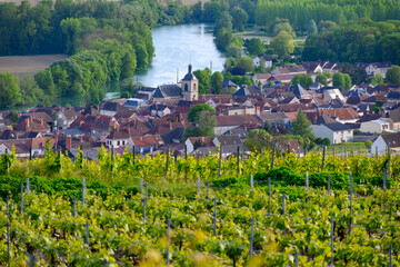 Panoramic view on green premier cru champagne vineyards in village Cumieres near Epernay,...