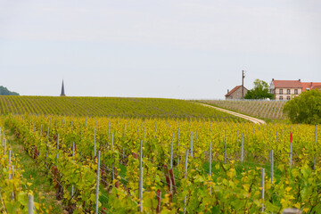 Fototapeta na wymiar View on green grand cru champagne vineyards near villages Avize and Oger, Côte des Blancs area, Champange, France