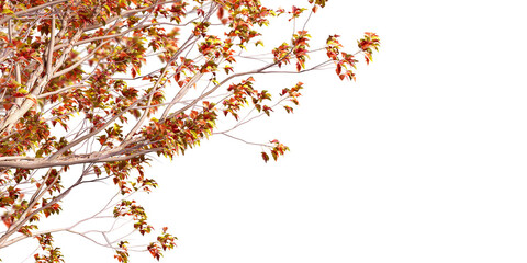 Autumn leaves on a branch white background
