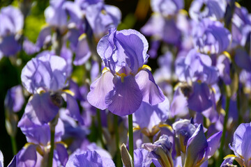 Blossom of big light purple iris flowers in garden