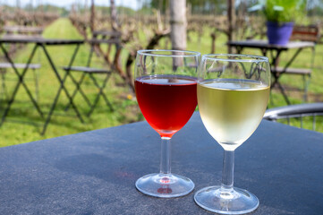 Tasting of white and rose wine on Dutch winery and vineyard in North Brabant, Netherlands, rows on growing grape plants