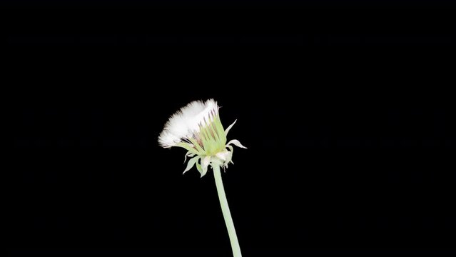 Fluffy dandelion on a black background. time interval.