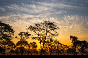 Fototapeta na wymiar Sun rises over the tea gardens in Mariani near Jorhat, Assam, India. 