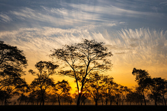 Sun rises over the tea gardens in Mariani near Jorhat, Assam, India. 