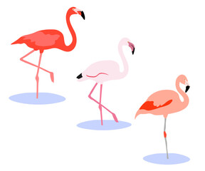 Set of Phoenicopterus bird. Greater flamingo (Phoenicopterus roseus),American flamingo (Phoenicopterus ruber), Chilean flamingo (Phoenicopterus chilensis). Isolated on white background. Vector