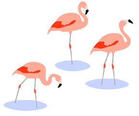 Set of Chilean flamingo bird. Phoenicopterus chilensis isolated on white background. Pink bird standing and walking in the water. Vector illustration.