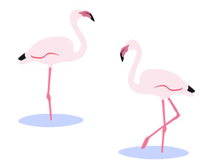Set of greater flamingo bird. Phoenicopterus roseus isolated on white background. Pink bird standing and walking in the water. Vector illustration.