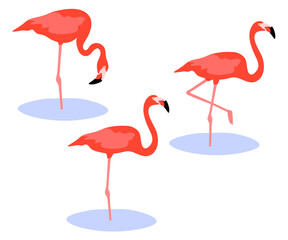 Set of American Caribbean flamingo bird. Phoenicopterus ruber isolated on white background. Pink bird standing and walking in the water. Vector illustration.