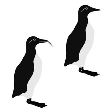 Set of common murre guillemot bird. Uria aalge isolated on white background. Seabird auk or alcid is standing and eating fish. Vector illustration.