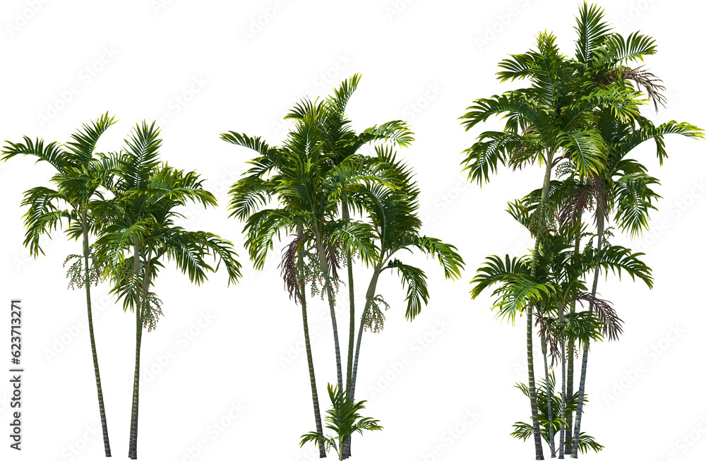 Wall mural palm tree, macarthur palms, hq arch viz cutout 3d render