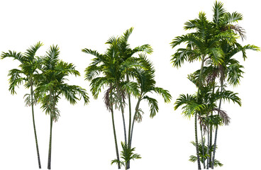 palm tree, macarthur palms, hq arch viz cutout 3d render