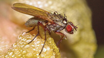 close up of a fly