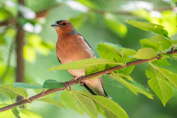 Common chaffinch, Fringilla coelebs, sits on a branch in spring on green background. Common chaffinch in wildlife.