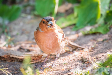 Common chaffinch, Fringilla coelebs, sits on the ground in spring. Common chaffinch in wildlife.