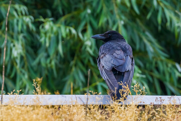 Carrion crow standing on the wall on green foliage background