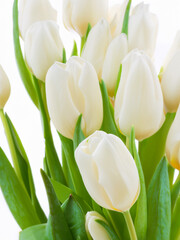 white tulips 