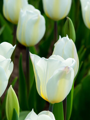 white tulips 